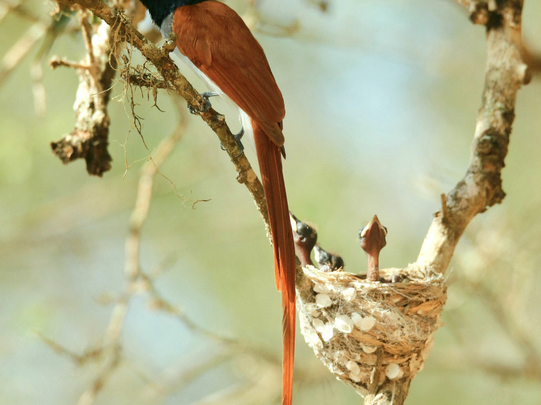 Mowgli Safari-蒂瑟默哈拉默必去景点
