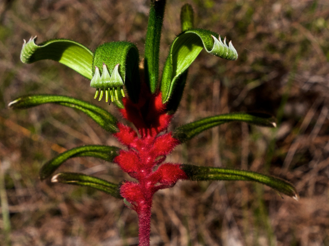 Wireless Hill Park-Ardross必去景点