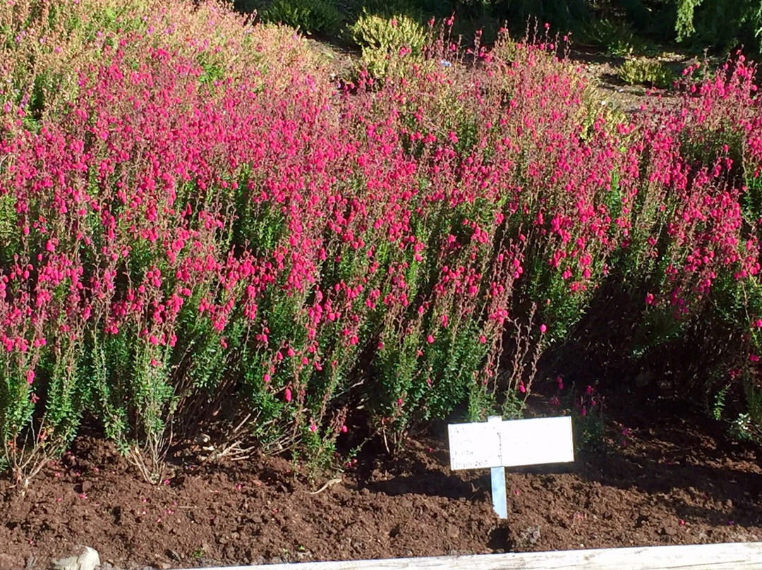 Heidegarten im Höepen-Schneverdingen必去景点