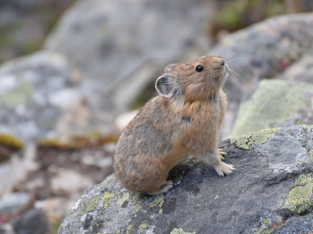 Mount Edith Cavell Trail-贾斯珀国家公园必去景点