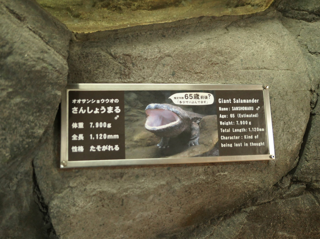 Nihon Salamander Center景点图片