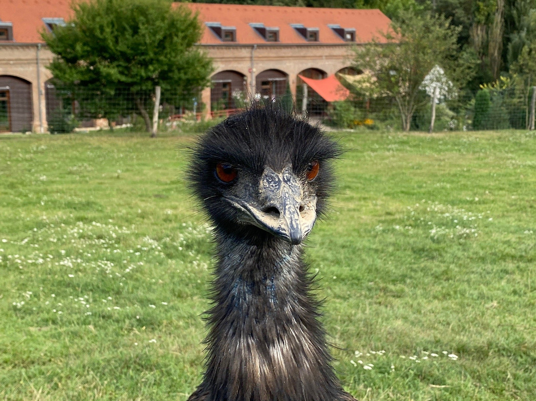 Bőszénfa Deer Farm - Petting Zoo景点图片