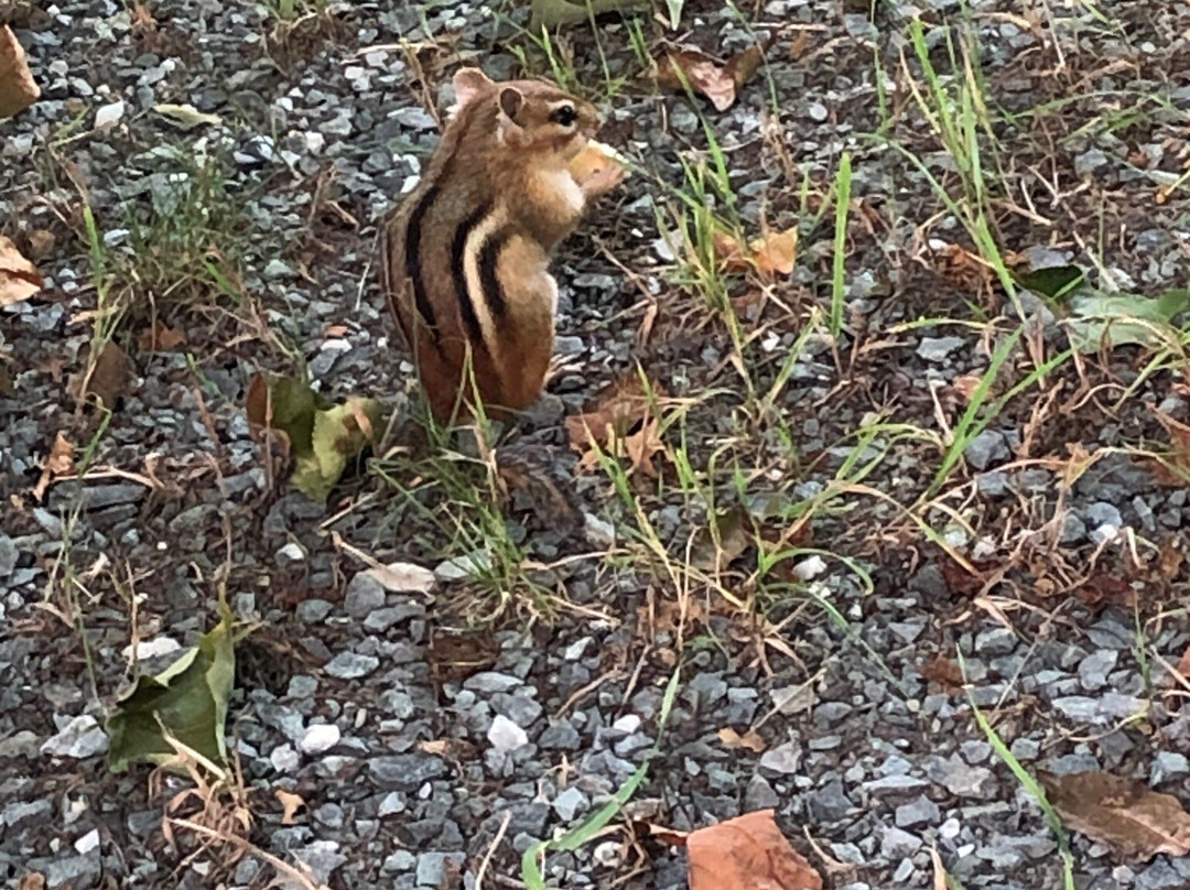 Carroll Motel & Cottages主图