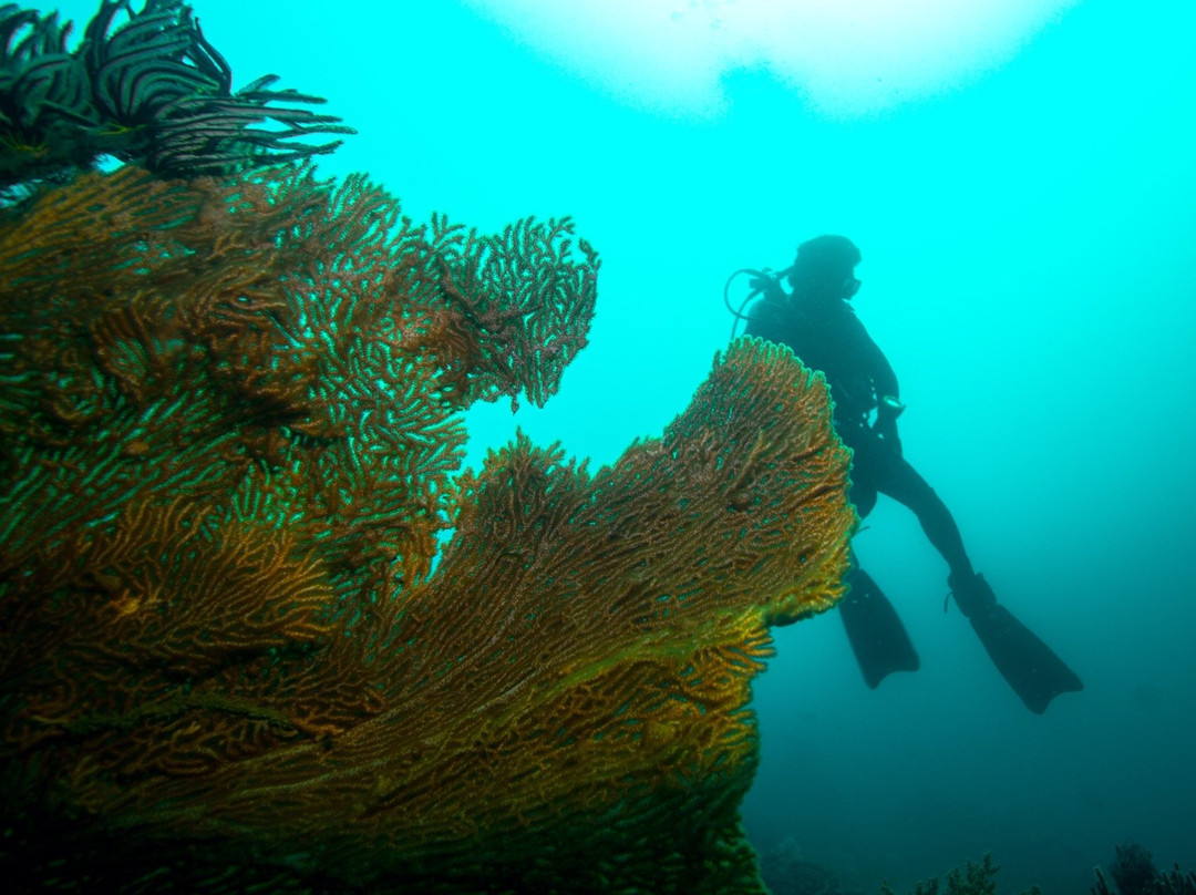 Dreamers Dive Academy景点图片