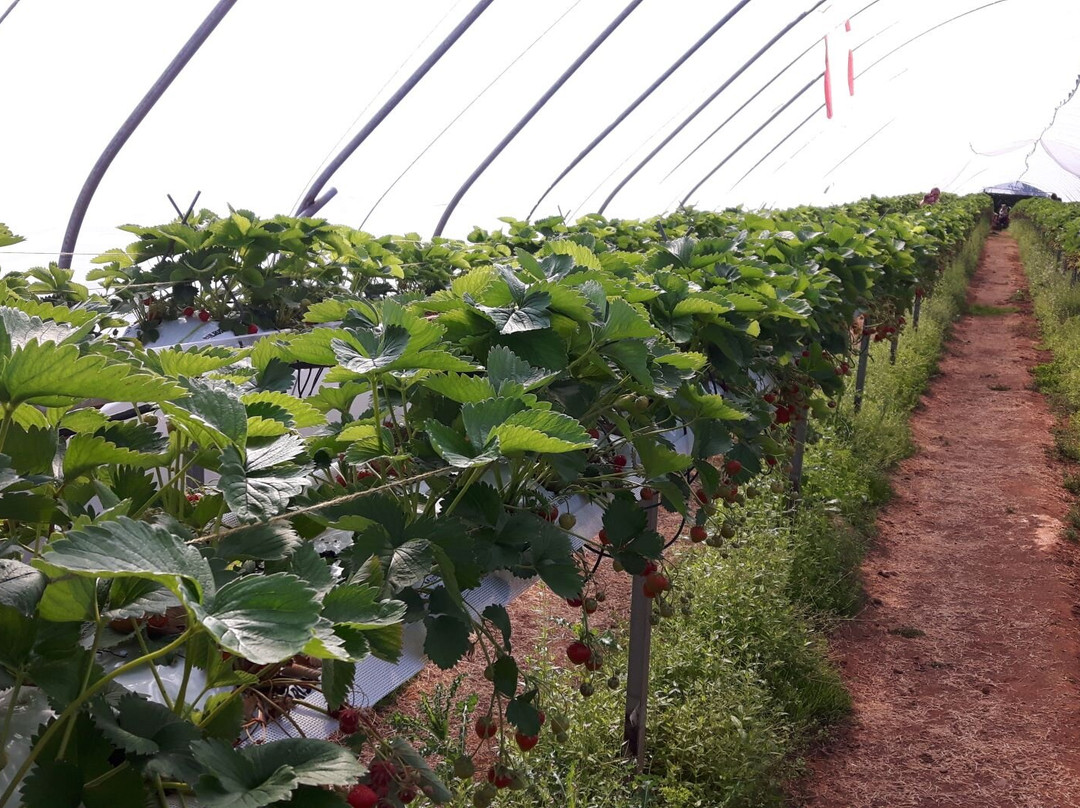 Belhaven Fruit Farm-Dunbar必去景点