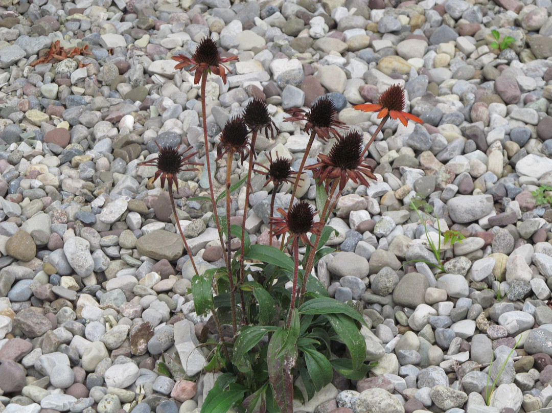 Best Western Plus University Inn主图