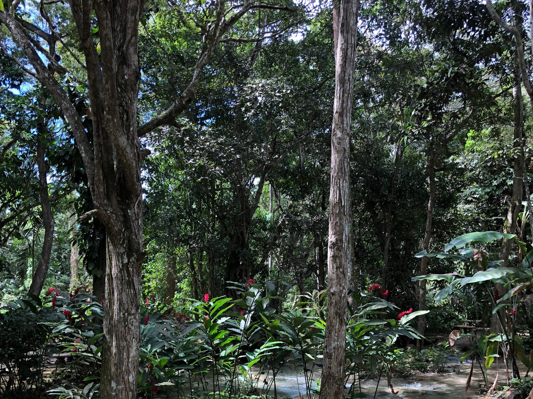 Grand Jamaica and Dunns River Falls Tour-法尔茅斯必去景点