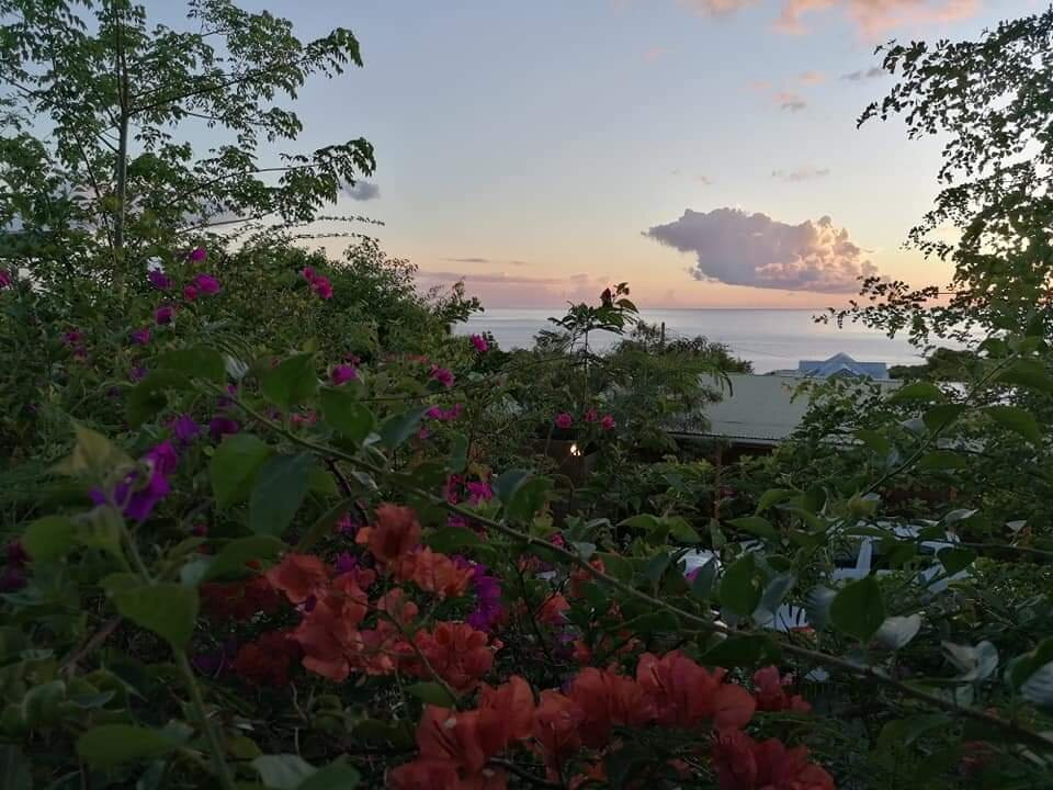 Les Calebassiers主图