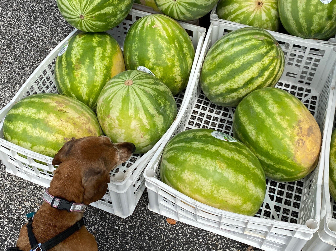 Freight House Farmers Market景点图片