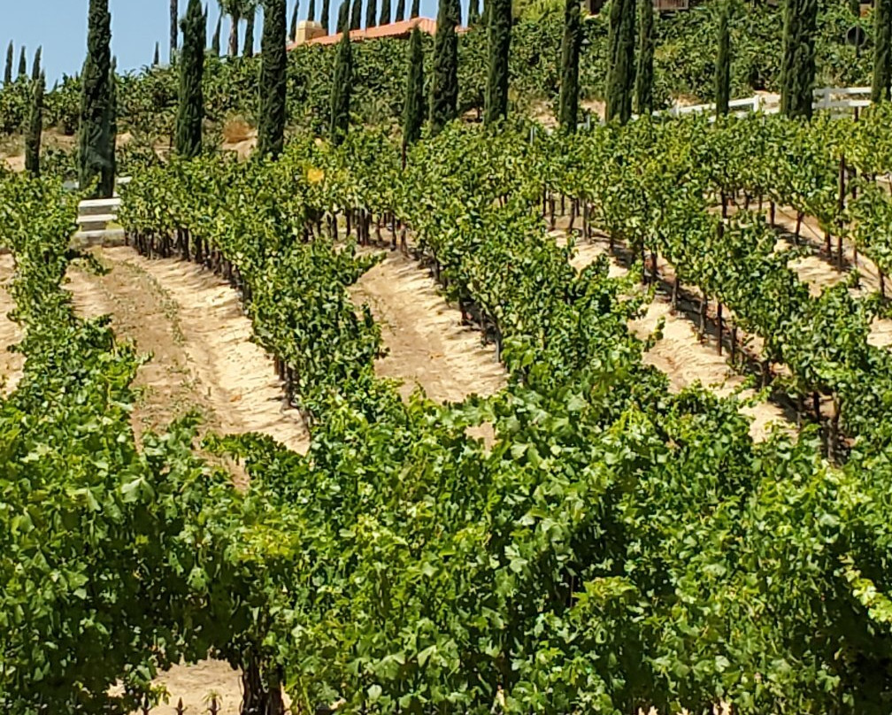 Baily Winery-特曼库拉必去景点