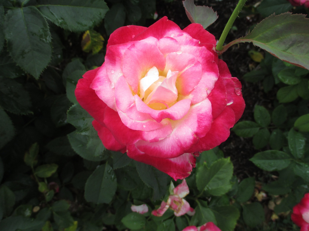 Laura Conyers Smith Rose Garden in Loose Park-堪萨斯城必去景点