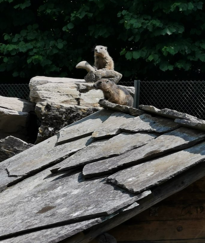 Alpine Wildlife Park Interlaken-因特拉肯必去景点