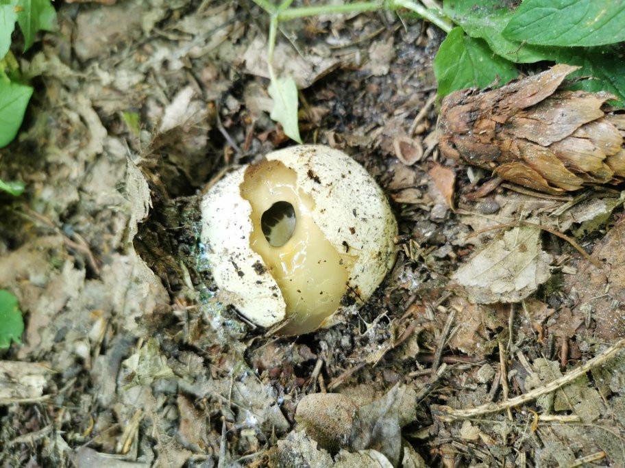 Soweczka Arek Szymura - Private Nature Tours-Bialowieza必去景点