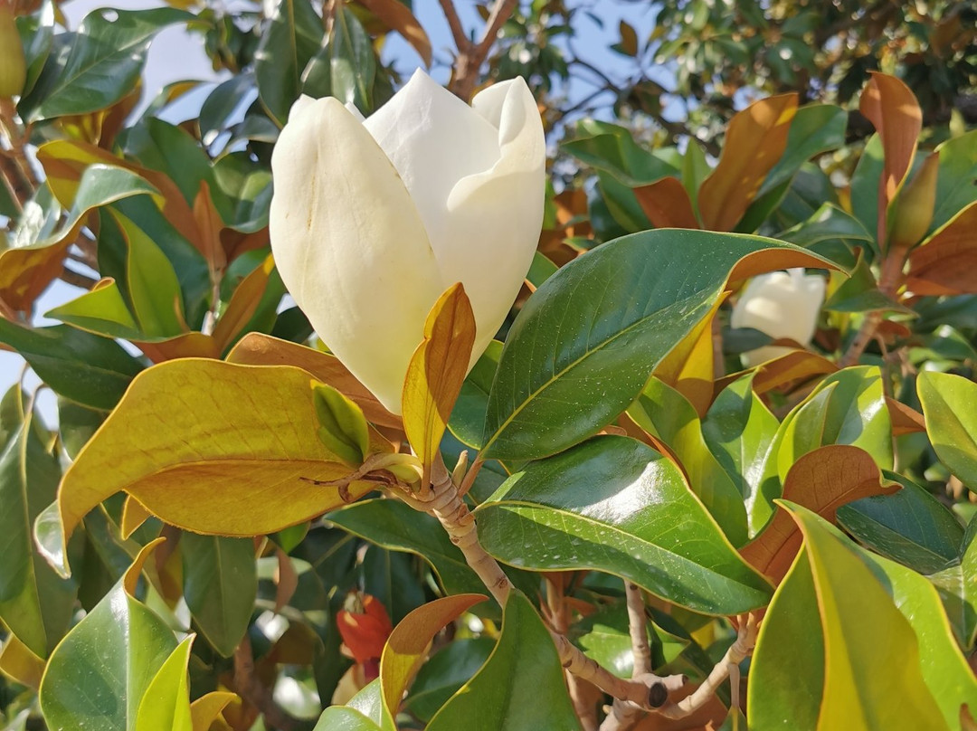 Jardin del Parterre-阿兰胡埃斯必去景点