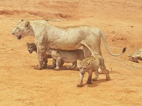 Elephant Rouge Safaris-瓦塔木必去景点