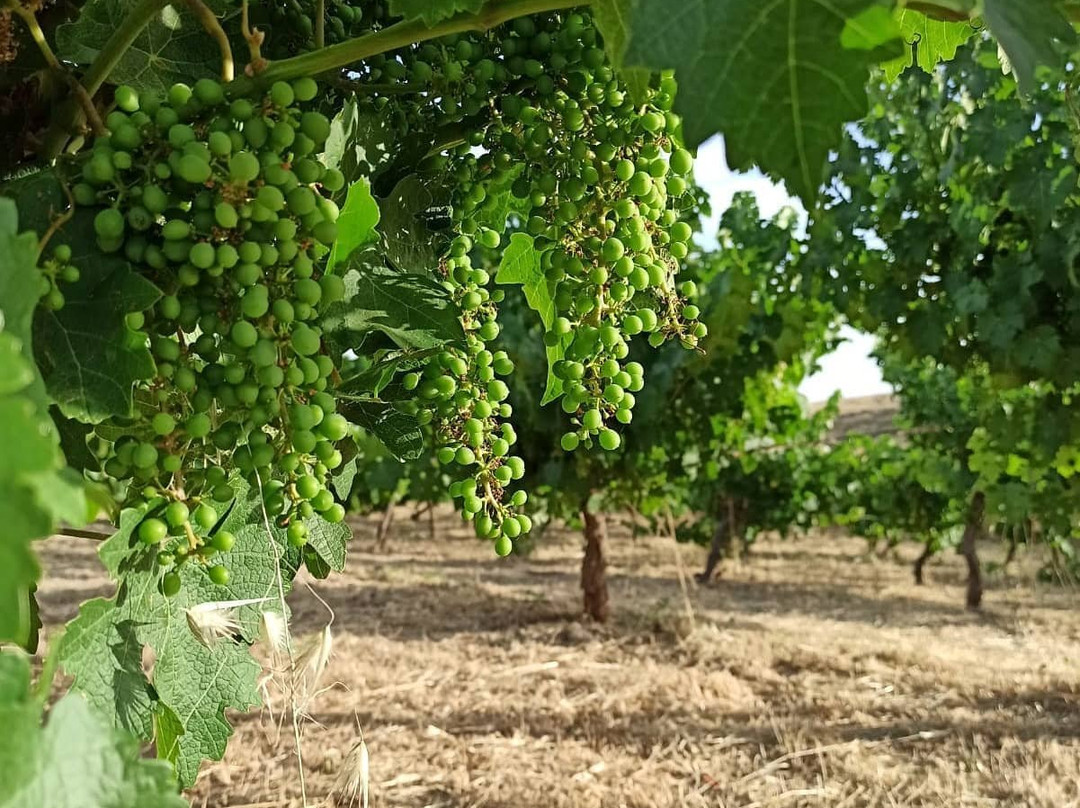 Drimia Winery-Judaean Hills必去景点