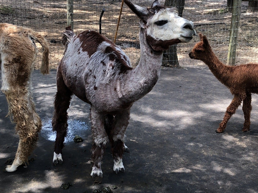 LunaSea Alpaca Farm景点图片