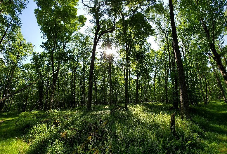 Herrington Manor State Park景点图片