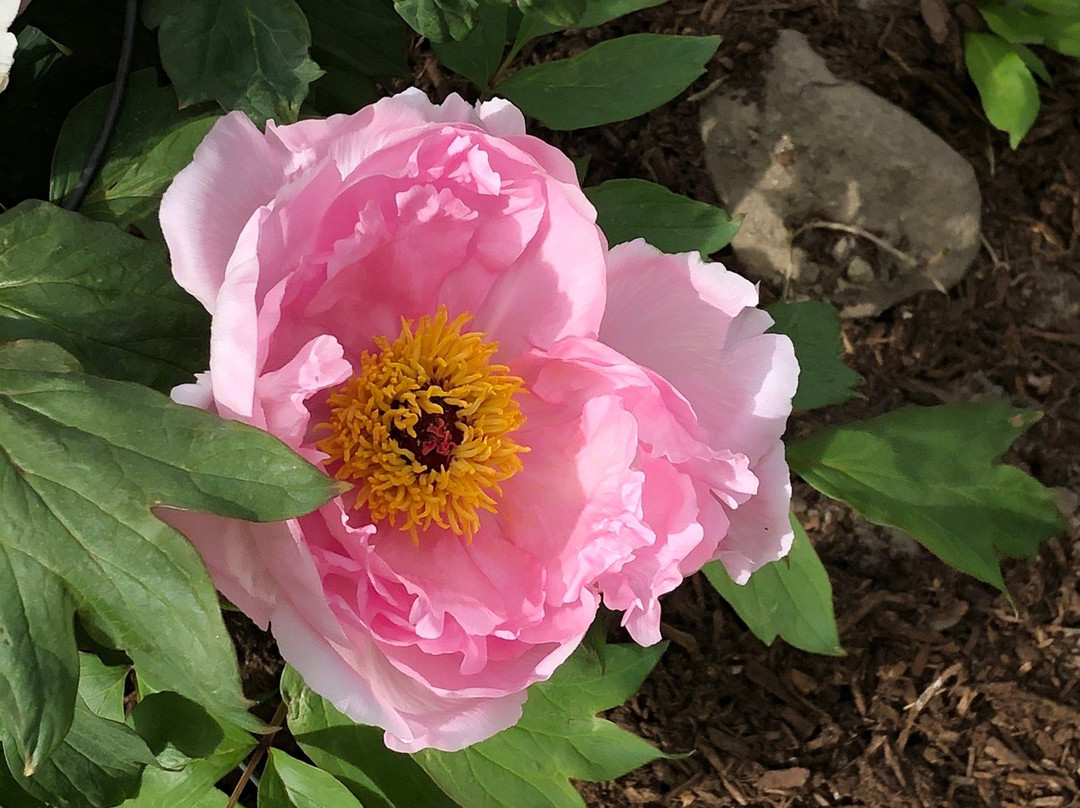 Acton Arboretum-Acton必去景点