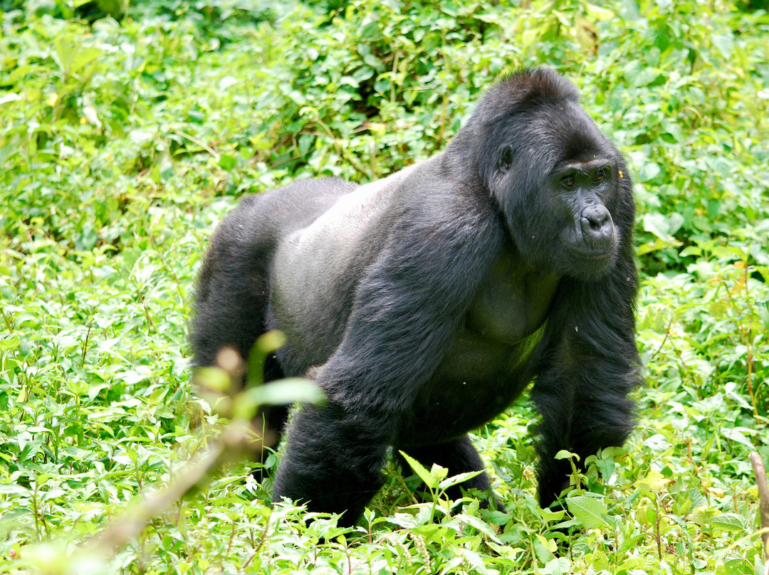 Golden Trekkers-Ruhengeri必去景点