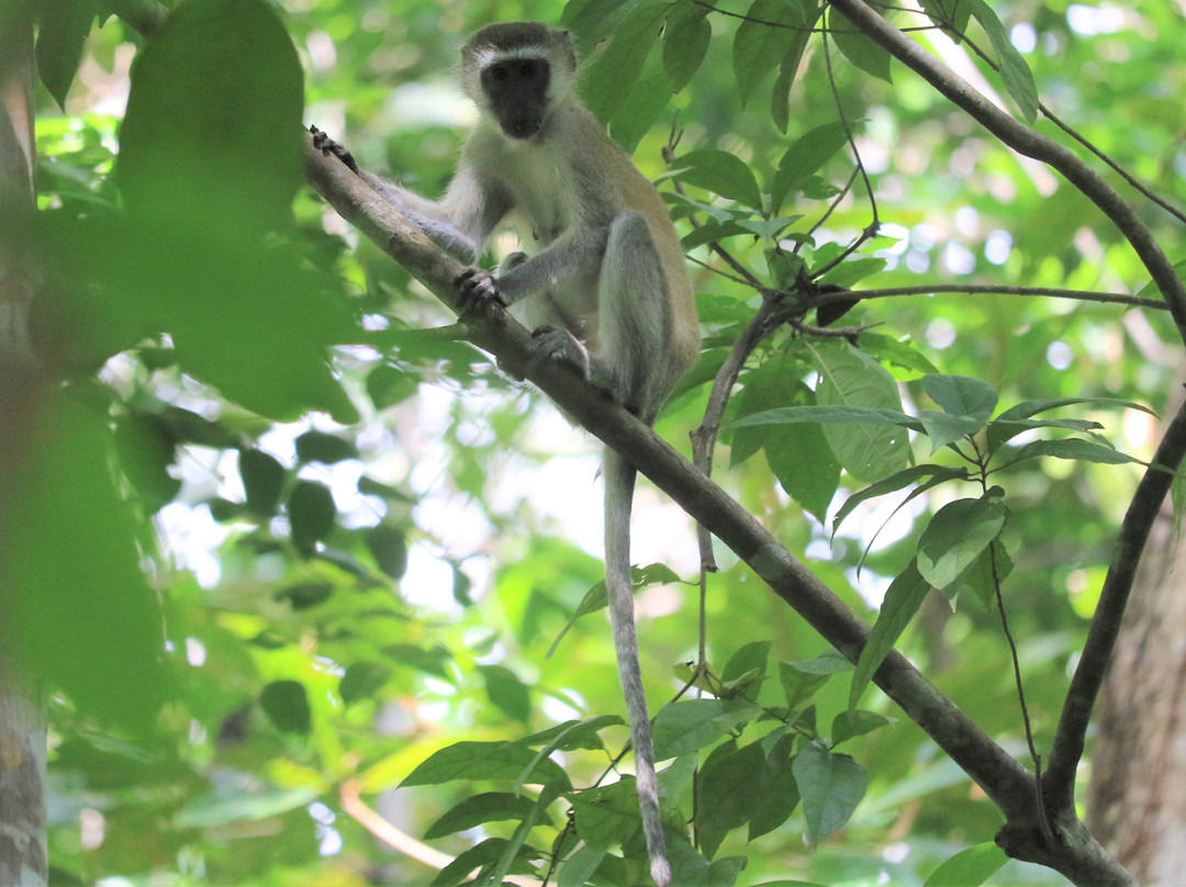 Ngezi Forest Reserve-奔巴岛必去景点
