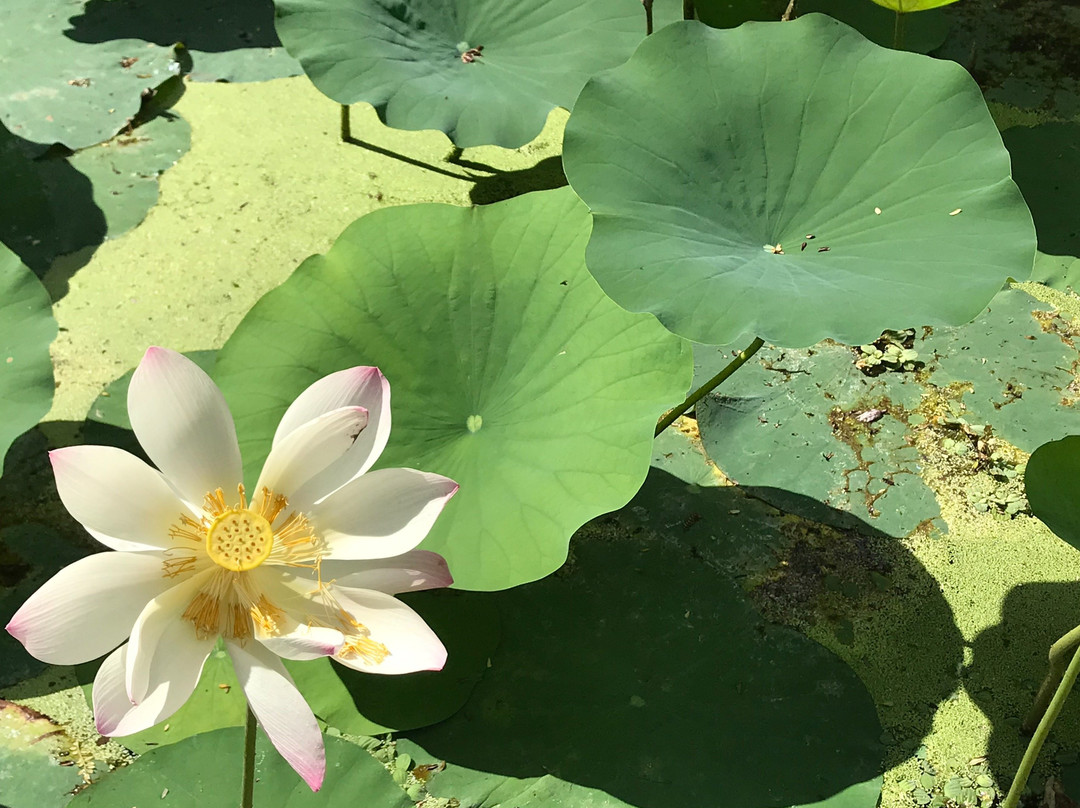 Singing Chef Adventures-乔治城必去景点