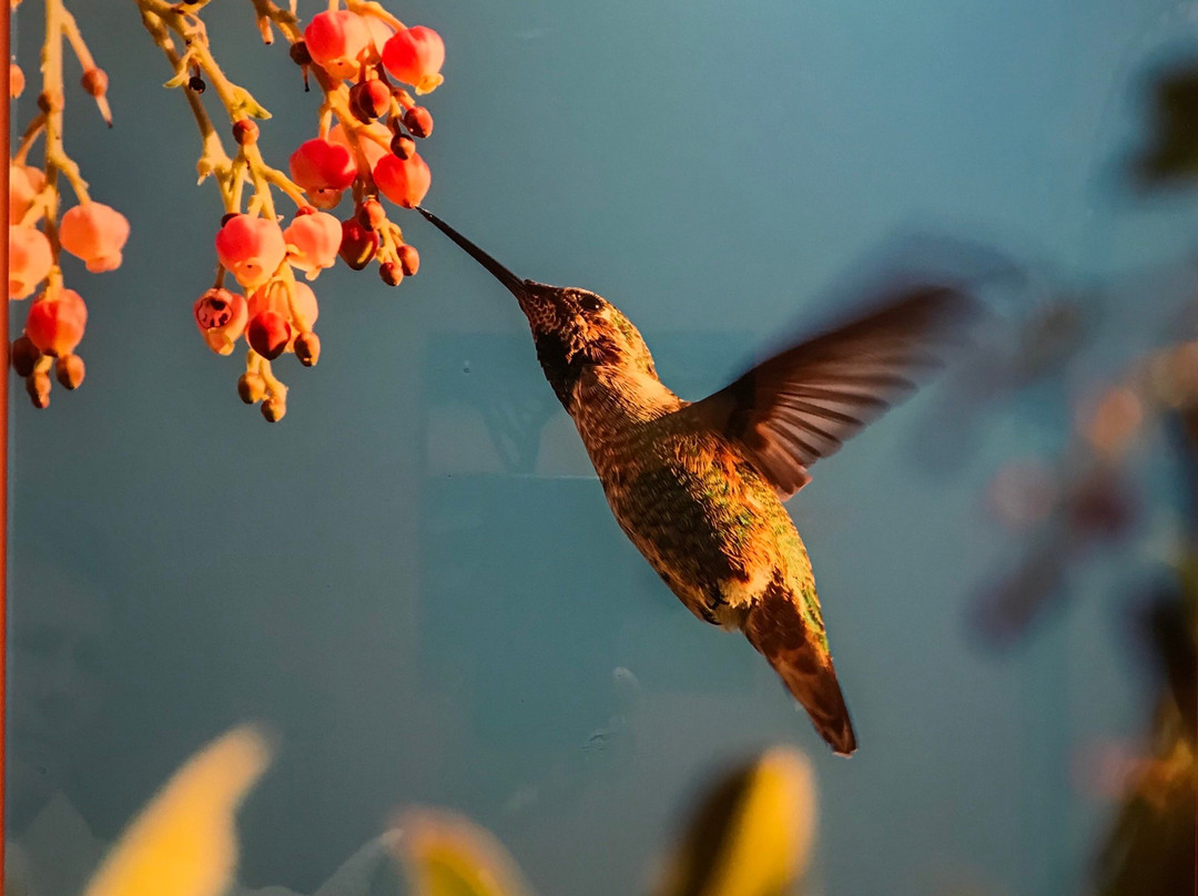 Aaron Chang Ocean Art Gallery-索拉纳海滩必去景点