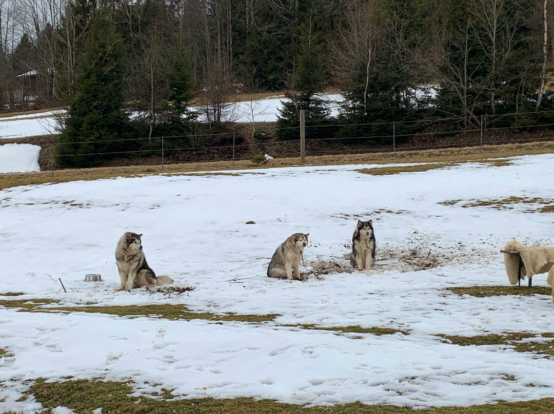 Husky-Hof Dreisessel-Neureichenau必去景点