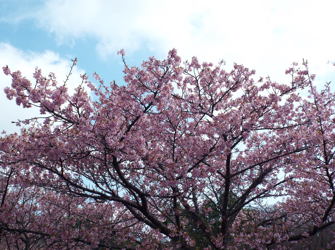 Chuo Undo Park-秦野市必去景点