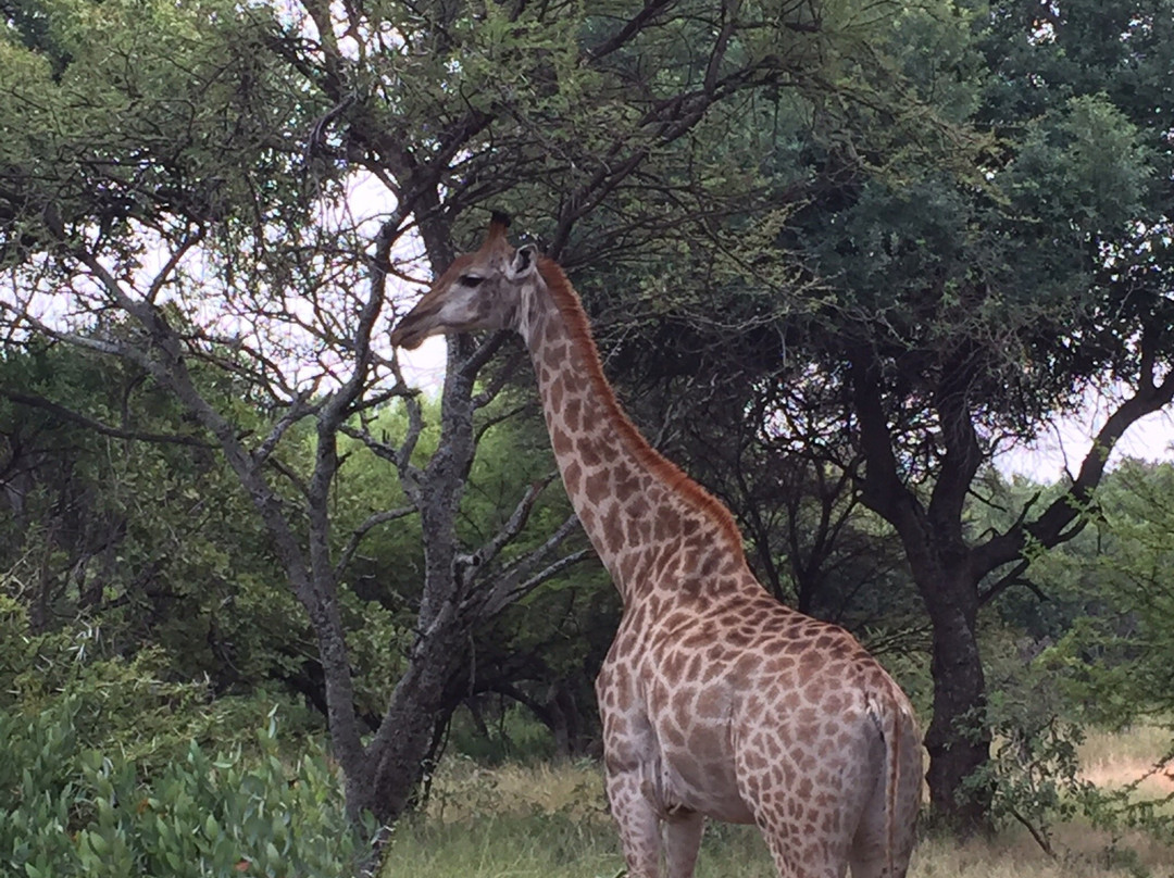Harties Horse Trail Safaris-哈特比斯普特必去景点