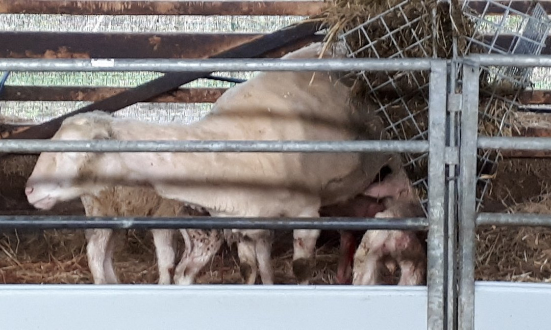 Kaasboerderij Wezenspyk景点图片