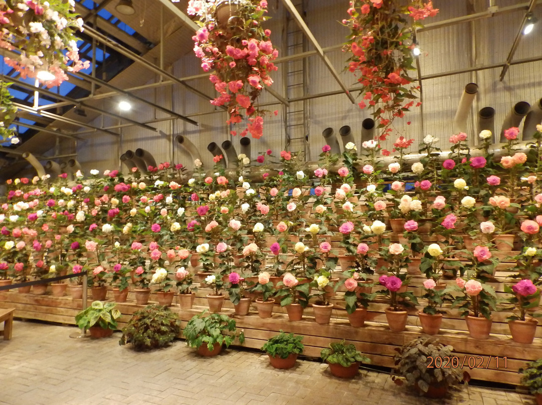 Begonia Garden-桑名市必去景点