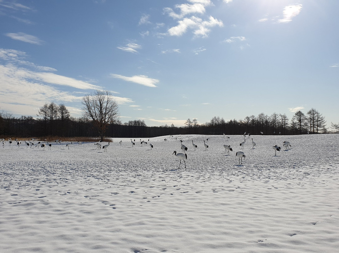 Tsurui Ito Red-crowned Crane Sanctuary-鹤居村必去景点