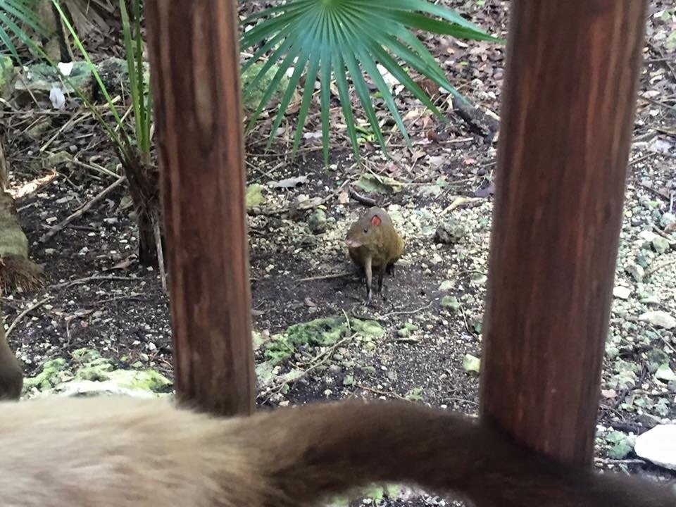 Bel Air Collection Resort & Spa Riviera Maya主图