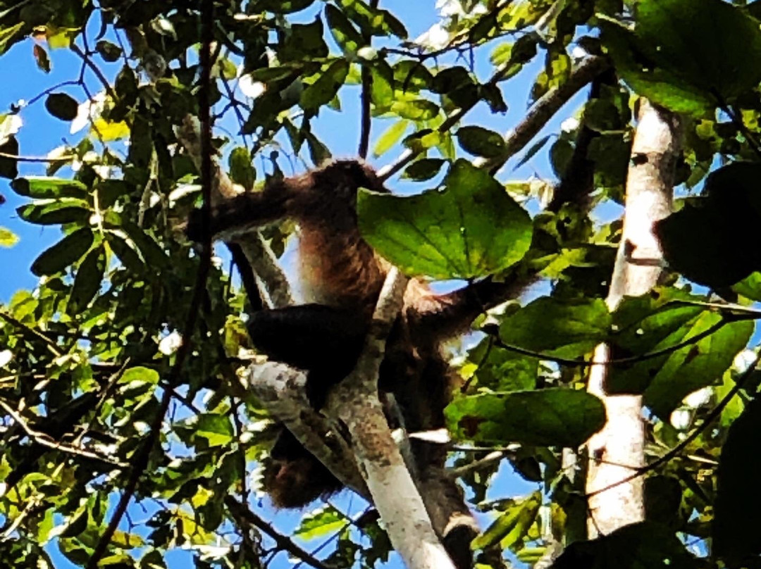 The Spider Monkey Reserve-Punta Laguna必去景点