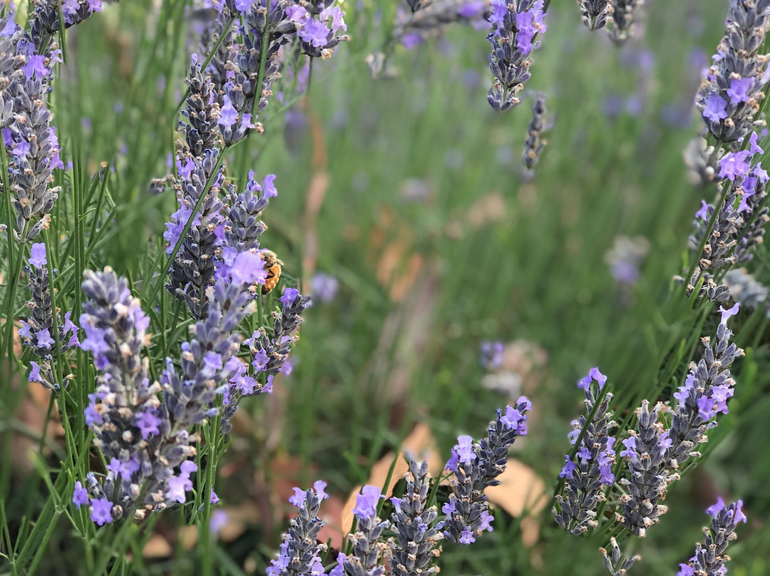 Lavender Backyard Garden-汉密尔顿必去景点