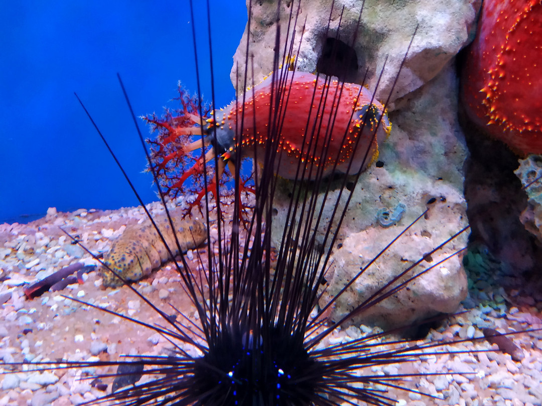 越南国家海洋博物馆-芽庄必去景点