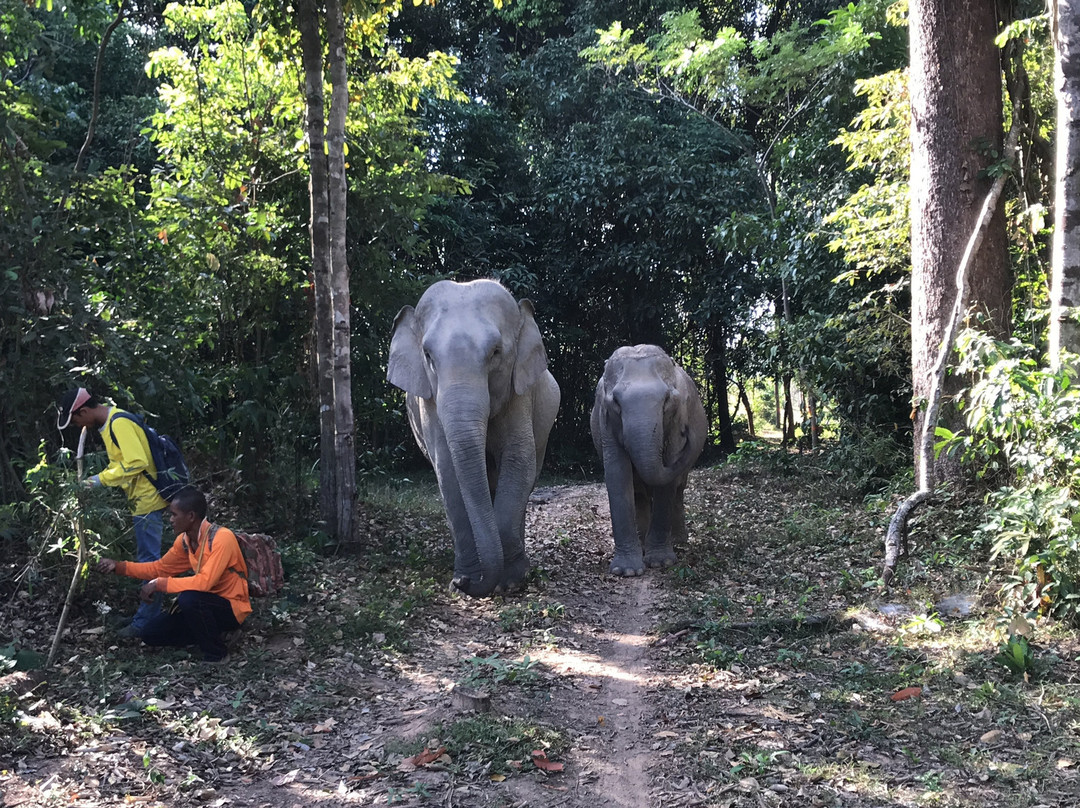 Cambodia Wildlife Sanctuary景点图片