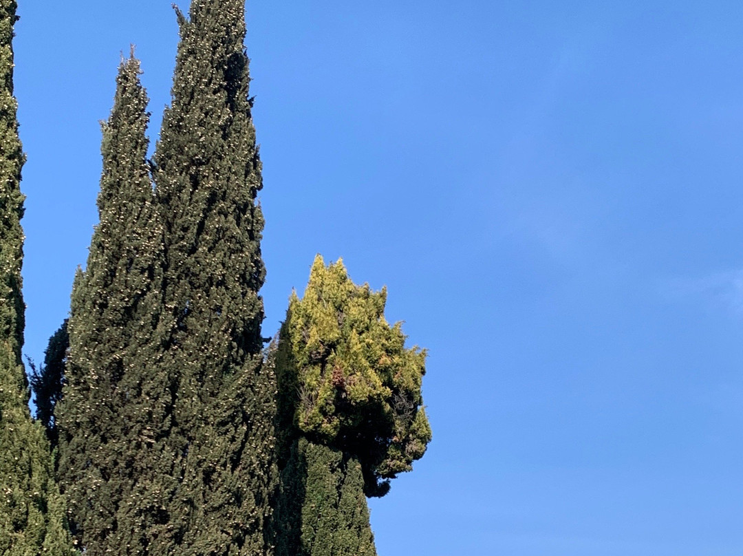 Sighnaghi旅游攻略图片