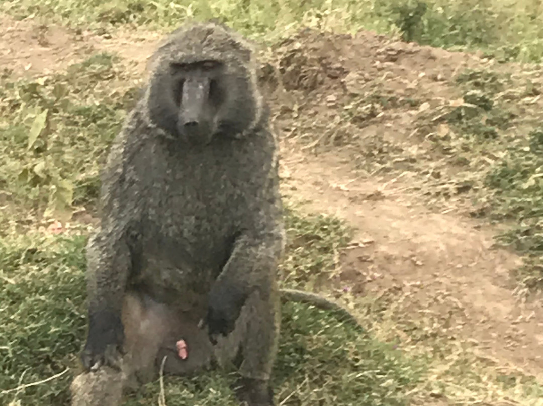 Baboons & Vervits-纳库鲁湖国家公园必去景点