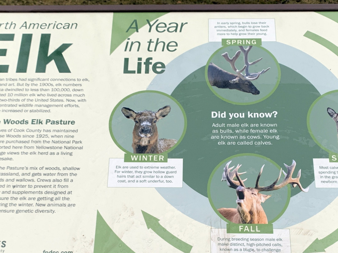 Busse Forest Elk Pasture-埃尔克格罗夫村必去景点