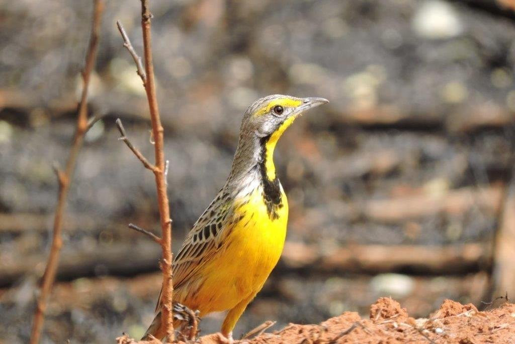 Ndege Tours and Travel-吉佳利必去景点