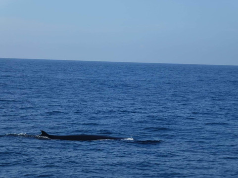 Whale Watching With Nishantha-美蕊沙必去景点