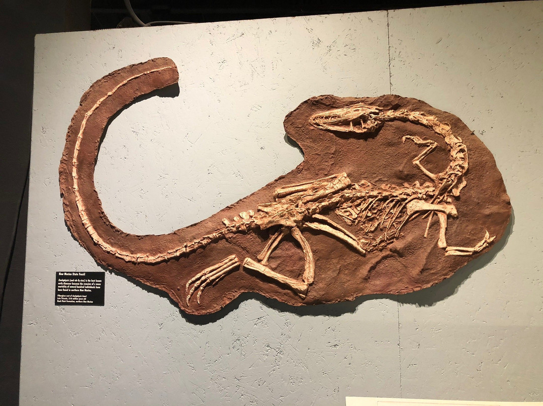 Mesalands Community College's Dinosaur Museum and Natural Sciences Laboratory-图克姆卡里必去景点