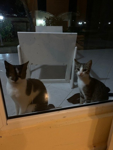 Starfish Jibacoa主图