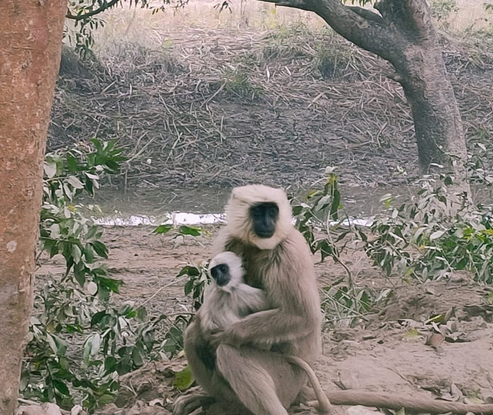 Dudhwa National Park景点图片