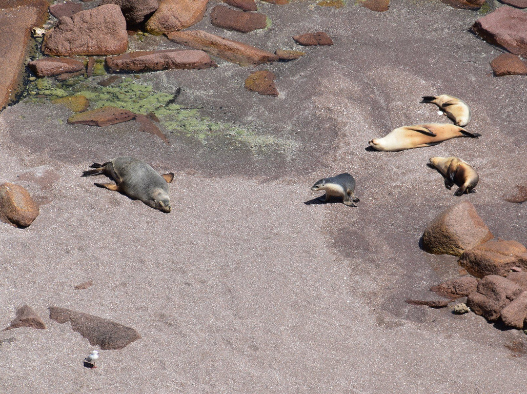 Point Labatt Conservation Park-Streaky Bay必去景点