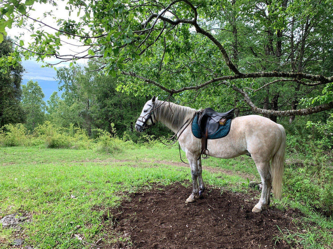 Centro Ecuestre San Pedro-Curarrehue必去景点