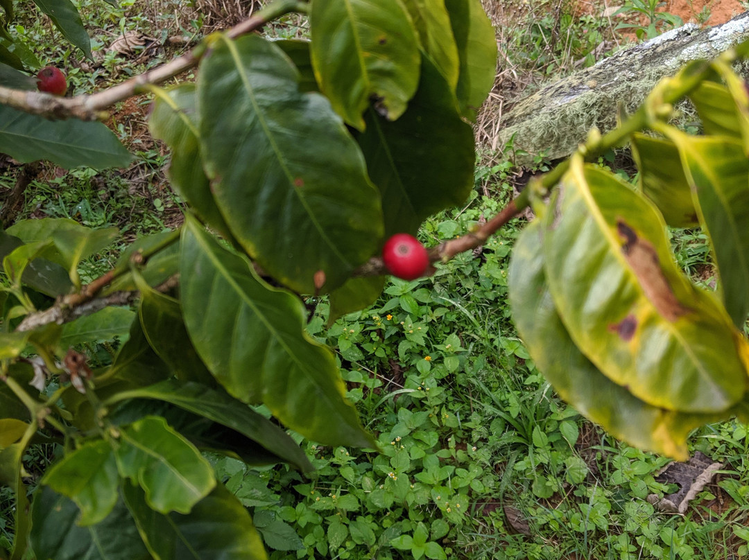 Novaola Coffee-Caldas必去景点