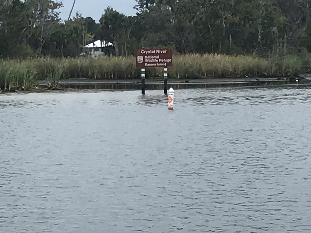 Florida Manatee Adventures-克里斯特尔里弗必去景点